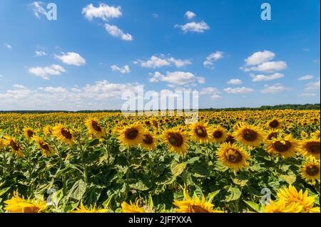 Un campo di girasoli nel tempo più bello Foto Stock