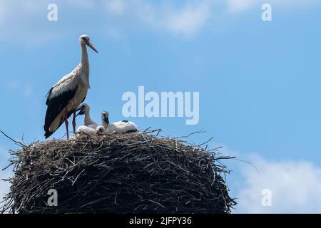 In un nido di cicogna le cicogne giovani sorridono di raffreddarsi e la vecchia cicogna cerca di dare ombra Foto Stock