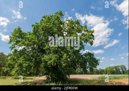 Un vecchio albero di quercia nella foresta di Spree Foto Stock