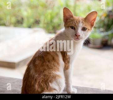 Gatto singolo sul vecchio legno. Rosso gatto di strada. Foto Stock