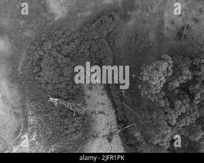 Immagine aerea presa da un drone sopra le piante acquatiche e la vegetazione a Eungella Dam, Queensland, Australia. Foto Stock