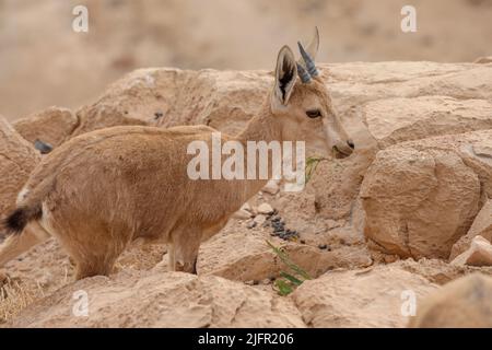 Gli stambecchi sono in piedi su una scogliera in un paesaggio desertico. Foto Stock