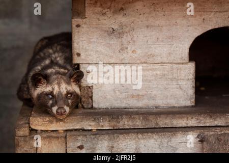 Luwak (gatti civet) in recinzione, Java, Indonesia Foto Stock