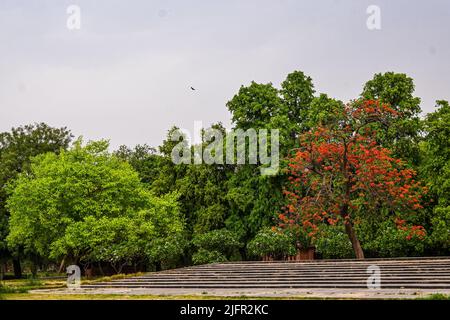 Una vista panoramica di alberi verdi e una Poinciana reale in un parco in India in una giornata nuvolosa Foto Stock