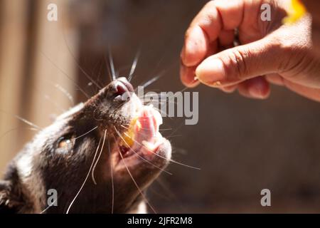 Luwak (gatti civet) in recinzione, Java, Indonesia Foto Stock