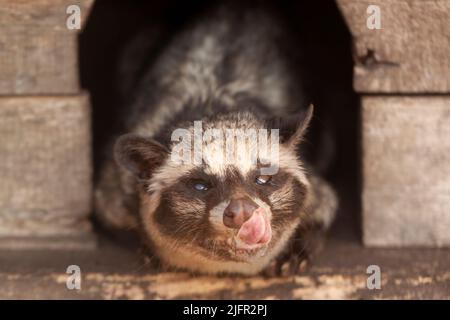 Luwak (gatti civet) in recinzione, Java, Indonesia Foto Stock