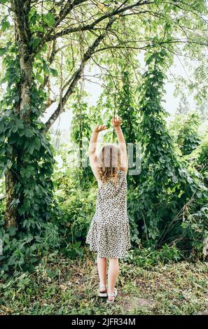 Humulus lupulus o lupus comune o luppolo decorazione piante salire su germogli formiche in giardino casa, giovane 8 anni ragazza in piedi tra pianta crescente Foto Stock