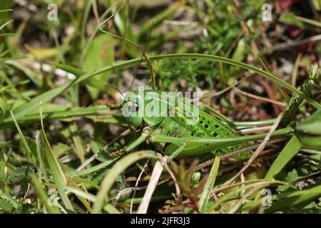 Un rarissimo cricket di Wart-biter Bush, il Decticus verrucivorus, nel sottobosco su un versante collinare di gesso esposto a sud. Foto Stock