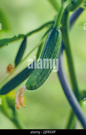 Cetriolo che cresce in serra. Foto di alta qualità Foto Stock