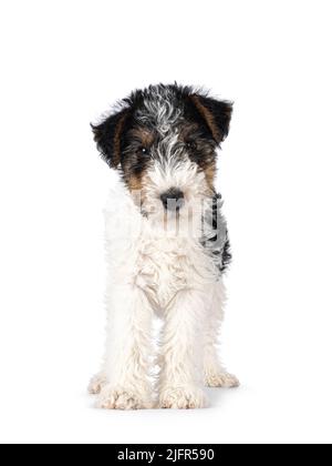 Cuccioli di cane Dolce Fox Terrier, in piedi davanti. Guardando direttamente verso la fotocamera. Isolato su sfondo bianco. Foto Stock