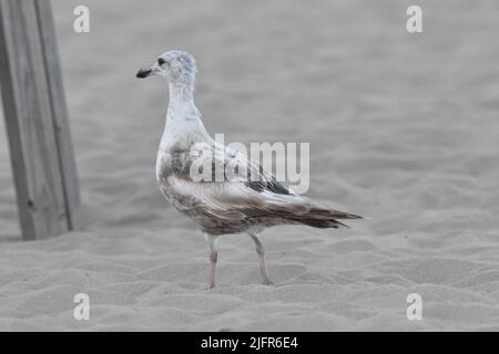 Un primo piano di un gabbiano Caspio (Larus cachinnans) sulla sabbia con uno sfondo sfocato Foto Stock