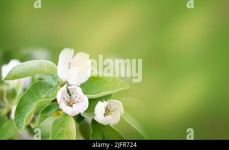 Bordo floreale di foglie verdi e fiori bianchi. Fiore di primavera. Sfondo natura astratta Foto Stock