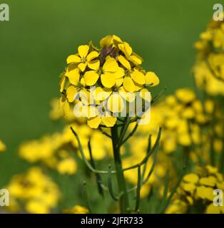 Goldlack, Cheiranthus, Cheiri ist eine Heilpflanze mit gelben Blueten und wird in der Medizin als Arzneimittel verwendet. Lacca d'oro, Cheiranthus, C. Foto Stock