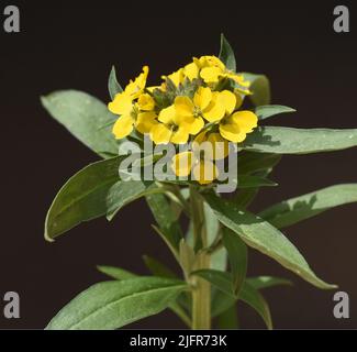 Goldlack, Cheiranthus, Cheiri ist eine Heilpflanze mit gelben Blueten und wird in der Medizin als Arzneimittel verwendet. Lacca d'oro, Cheiranthus, C. Foto Stock