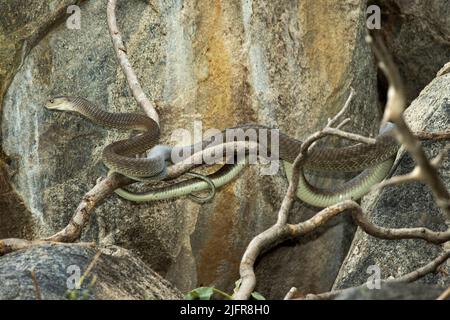 La mamba Nera è un grande predatore diurno, molto veloce e commovente di mammiferi e uccelli. Sono ugualmente a casa a terra o in alberi. Foto Stock