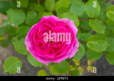 Soffice lilla densa rosa su cespugli tra foglie verdi Foto Stock