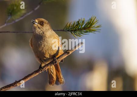 Jay siberiano, perisoreus infaustus seduto in un albero di pino al sole guardando la macchina fotografica, Lapponia svedese, Svezia Foto Stock