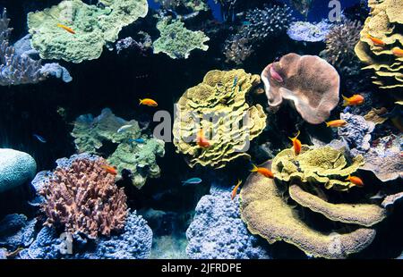 Immagine subacquea con i colori e le forme belle dei coralli. Paesaggio subacqueo con molti pesci colorati che nuotano lungo i coralli. Foto Stock