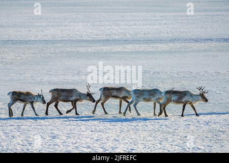 Cinque renne, rangifer tarandus camminando in linea retta sul lago ghiacciato, contea di Jokkk, Lapponia svedese, Svezia Foto Stock