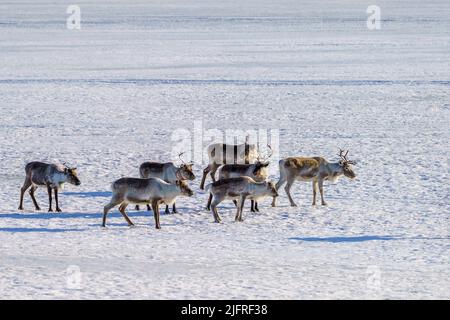 Renne che camminano sul lago ghiacciato in tempo di sole, contea di Jokkmokk, Lapponia svedese, Svezia Foto Stock