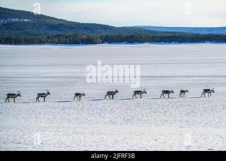 Mandria di renne, Rangifer tarandus, a piedi sul lago ghiacciato in linea retta, contea di Jokkmokk, Lapponia svedese, Svezia Foto Stock