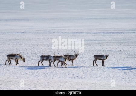 Mandria di renne, Rangifer tarandus, a piedi sul lago ghiacciato, contea di Jokkmokk, Lapponia svedese, Svezia Foto Stock