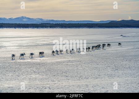 Mandria di renne, Rangifer tarandus, a piedi sul lago ghiacciato in linea retta, contea di Jokkmokk, Lapponia svedese, Svezia Foto Stock