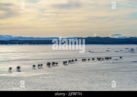 Mandria di renne, Rangifer tarandus, a piedi sul lago ghiacciato in linea retta, contea di Jokkmokk, Lapponia svedese, Svezia Foto Stock