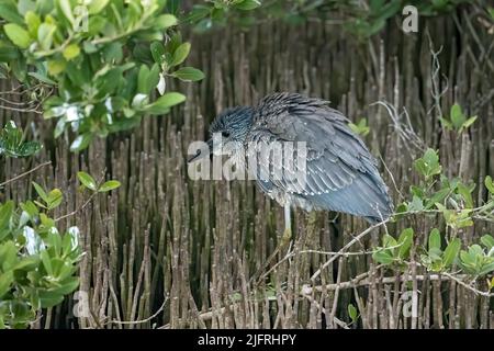 Un immaturo airone notturno incoronato giallo arroccato in un albero di mangrovie nere nel South Padre Island Birding Center, Texas. Radici aeree della mangrovia Foto Stock