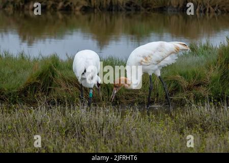 Una gru da caccia giovanile, Grus americana, che mangia un granchio nella riserva naturale Aransas National Wildlife Refuge in Texas. Foto Stock