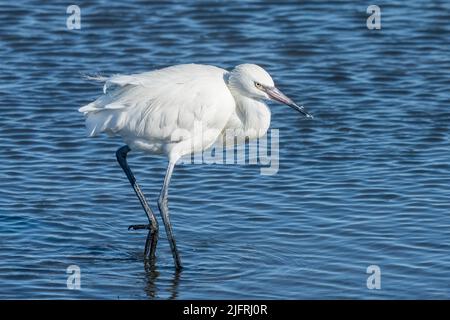 Un rosso morph bianco Egret, Egretta rufescens, che si tuffa nelle acque poco profonde della Laguna Madre, South Padre Island, Texas. Foto Stock