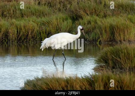 Una gru da caccia per adulti, Grus americana, nei suoi terreni di svernamento nell'Aransas National Wildlife Refuge in Texas. Foto Stock