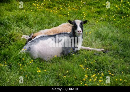 Due pecore che riposano sulle Isole Faroe Foto Stock