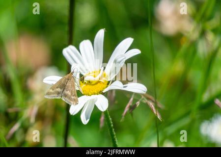 Margerithe am Wegrand, weisse Blume mit gelbem Zentrum beim Wanderweg in den Bergen Foto Stock