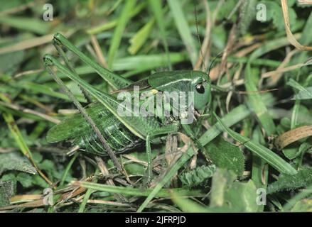 Wartbiter Bush Cricket maschio (Decticus verrucivorus) Sussex, Regno Unito. Uno degli insetti più rari del Regno Unito, trovato solo in tre località. Un grande cricket cespuglio o Foto Stock