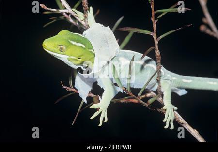 Northland Green Gecko (Naultinus grayii) pelle sloughing, Nuova Zelanda endemic, Credit:Robin Bush / Avalon Foto Stock