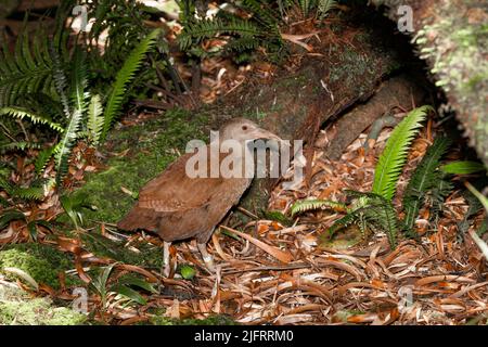 Lord Howe Island Woodhen (Tricholimnas sylvestris) Flightless endemic a Lord Howe Island, Australia. Specie in pericolo., Credit:Robin Bush / Avalon Foto Stock