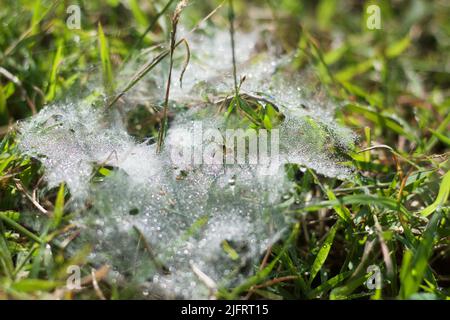 Bella ciottoli in piccole gocce d'acqua su sfondo verde naturale sfocato. Atmosfera paesaggio astratto con rete ragno in erba Foto Stock