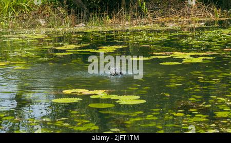 Uccello d'acqua nera che scuote le ali nel fiume Foto Stock