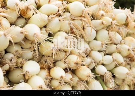 teste lavate di fattoria di cipolle Foto Stock