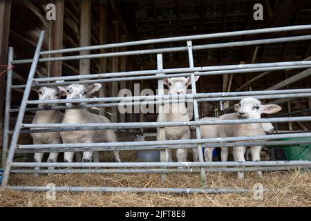 Agnelli che guardano fuori da fienile dietro gate, Berkshire, Inghilterra, Regno Unito, Europa Foto Stock