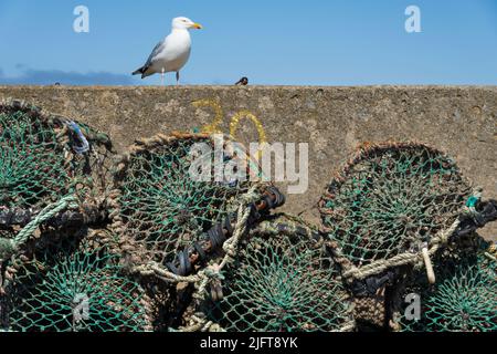 Seagull arroccato sul muro del porto con vasi di aragosta, Seahouses, Northumberland, Inghilterra, Regno Unito, Europa Foto Stock