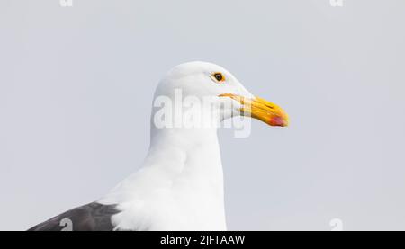 Primo piano di una testa di gabbiano contro il cielo Foto Stock