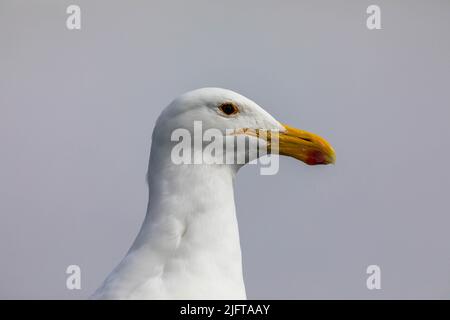 Primo piano di una testa di gabbiano contro il cielo Foto Stock