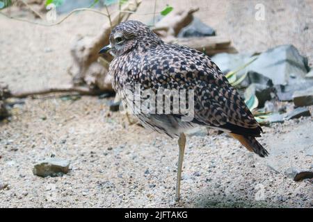 sandpiper isolato sulla spiaggia del Mar Baltico vicino Zingst. I pappataci (Calidris) sono un genere della famiglia degli uccelli da cecchino. Foto Stock