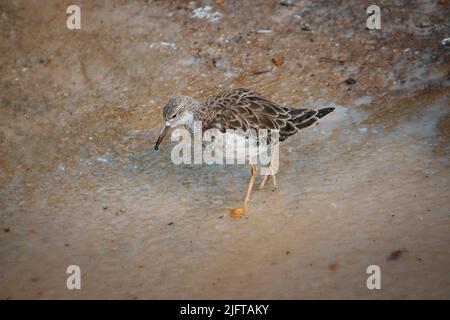 sandpiper isolato sulla spiaggia del Mar Baltico vicino Zingst. I pappataci (Calidris) sono un genere della famiglia degli uccelli da cecchino. Foto Stock