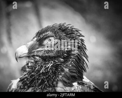 Un ritratto avvoltoio in bianco e nero. Piume bianche nere. Un uccello molto espressivo. Vista all'osservatore. Foto animale di un uccello imponente. Foto Stock