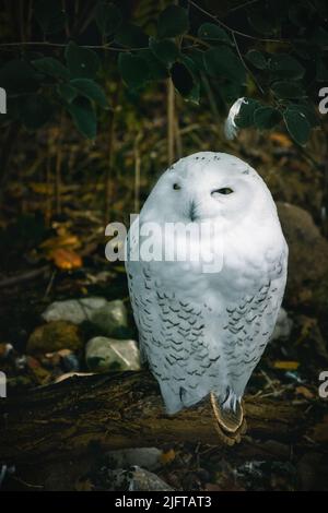 White Barn Owl. Il gufo è un uccello di preda del crepuscolo e della notte. Si verifica anche in Germania Foto Stock