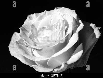 bella, semplice fiore di rosa bianco e nero, vista ravvicinata del fiore su sfondo scuro, fotografia in bianco e nero Foto Stock