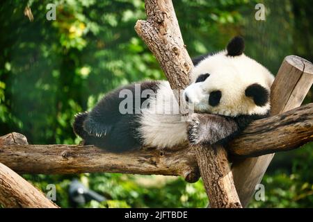 Panda gigante sdraiato su tronchi d'albero in alto. Mammiferi in pericolo dalla Cina. Natura foto di animale Foto Stock